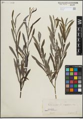 Foto von Salix purpurea L.